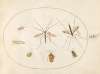 Plate 59; Seven Insects, Including a Hawthorn Shield Bug, Crane Flies, and a Hoverfly