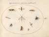 Plate 60; Flies and Other Insects