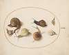 Seven Snails