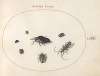 Plate 66; Two Oil Beetles, a Longhorn Beetle, and Four Other Insects