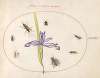 Plate 75; A Fly and Other Insects with an Iris