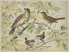 Thrush, nightingale and wren