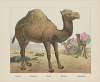 Camel