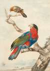 A parrot and another bird on a branch near a littoral