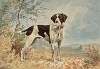 Standing English Pointer, facing right, bird in mouth