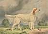 Standing Irish Red and White Setter, facing right, bird at feet