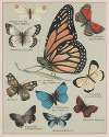 Butterflies of America Pl.2