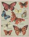 Butterflies of America Pl.3