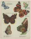 Butterflies of America Pl.4