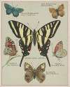 Butterflies of America Pl.5