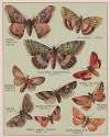 Butterflies of America Pl.6