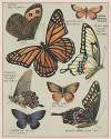 Butterflies of America Pl.7