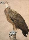 Brown vulture