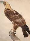 The Eagle of Thebes