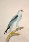 White swallow-tailed kite (elanoides forficatus)