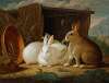 Three rabbits in a landscape