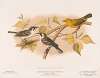 1. & 2. Chestnut-sided warbler. (1. Male, 2. Female). 3. Yellow warbler