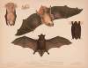 1. & 2. Red bat. Lasiurus noveboracensis 3. & 4. Little brown bat. Vespertillo subulatus