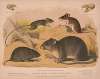 1. Jumping mouse. 2. White footed mouse. 3. Meadow mouse. 4. Brown rat