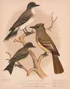 1. King bird. 2. Great crested flycatcher. 3. Pewee flycatcher or phœbe