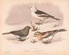 1. Snow bird. Junco hyemalis. 2. & 3. Snow buniting. Plectrophanes nivalis. 2. Summer dress. 3. Winter dress