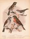 1. Song sparrow. Melospiza melodia. 2. Chipping sparrow. Spizella socialis. 3. White throated sparrow. Zonotrichia albicollis