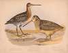 1. Wilson’s snipe. Gallinago wilsoni bon. 2. American woodcock. Philohela minor gray