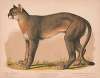 American panther – Felis concolor linn