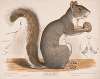 Gray squirrel, Northern gray, Sciurus migratorius