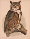 Great horned owl. Bubo virginianus bon