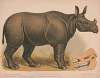 Indian rhinoceros. Rhinoceros unicornis linn