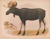 Moose. European elk. Alces malchis