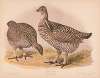 Prairie hen. Cupidonia cupido. 1. Male. 2. Female