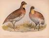 Quail or Bob-White. Ortyx virginianus bon. 1. Male. 2. Female