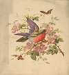 Scarlet and green parrot and wild roses