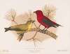 Scarlet tanager. (1. Male; 2. Female)