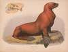 Sea lion. Eumetopias stelleri. Male