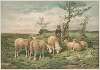 Study of sheep ( after F. Brissot)