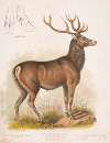 The American stag or round-horned elk – Cervus Canadensis