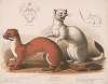 Weasels. Mustela longicauda