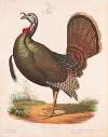 Wild turkey