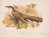 Yellow-billed cuckoo