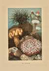 Sea Anemones