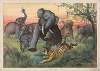 Tiger attacking herd of wild elephants