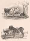 Images of Livestock, Plate 15