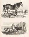 Images of Livestock, Plate 11