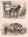 Images of Livestock, Plate 14