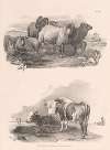 Images of Livestock, Plate 16