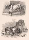 Images of Livestock, Plate 8