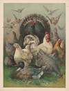 A turkey placed in the center of the image with chickens in front and a mallard duck sitting in front of the chickens